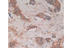 Figure. (FADD antibody  (AA 12-206))