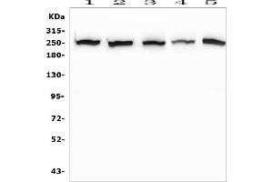 anti-Eukaryotic Translation Initiation Factor 4 Gamma, 1 (EIF4G1) (AA 497-681) antibody
