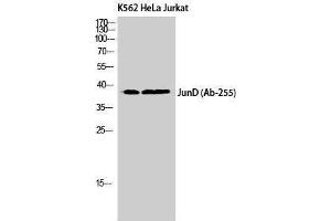 Western Blotting (WB) image for anti-Jun D Proto-Oncogene (JUND) (Ser67) antibody (ABIN3175746) (JunD antibody  (Ser67))