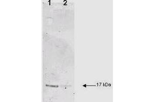 IL-1B was used at a 1:200 dilution incubated 1 h at room temperature to detect dog IL-1B by Western blot. (IL-1 beta antibody  (Cleavage Site, N-Term))