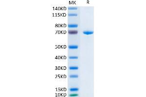 SDS-PAGE (SDS) image for Receptor Tyrosine-Protein Kinase ErbB-3 (ERBB3) (AA 20-643) protein (His-Avi Tag) (ABIN7274801)