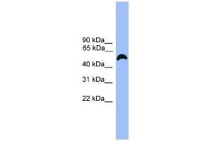 Western Blot showing MARCO antibody used at a concentration of 1-2 ug/ml to detect its target protein. (MARCO antibody  (C-Term))