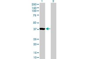 Western Blot analysis of AURKC expression in transfected 293T cell line by AURKC MaxPab polyclonal antibody.