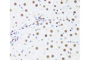 Immunohistochemistry of paraffin-embedded Rat liver using DDX39B Polyclonal Antibody at dilution of 1:100 (40x lens). (DDX39B antibody)