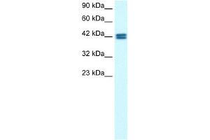 WB Suggested Anti-OR13C9 Antibody Titration: 0. (OR13C9 antibody  (Middle Region))