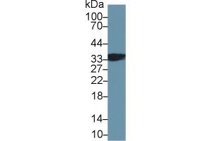 Western blot analysis of Mouse Skeletal muscle lysate, using Human TNNT1 Antibody (2 µg/ml) and HRP-conjugated Goat Anti-Rabbit antibody ( (TNNT1 antibody  (AA 1-259))