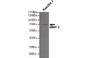Western blot analysis of extracts from Raw264. (MMP2 antibody)