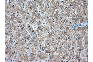 Immunohistochemical staining of paraffin-embedded Human prostate tissue using anti-BHMT mouse monoclonal antibody. (BHMT antibody)