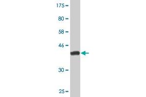 Western Blot detection against Immunogen (43. (KLRC4 antibody  (AA 1-158))