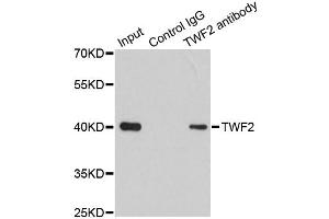 Immunoprecipitation analysis of 200ug extracts of 293T cells using 1ug TWF2 antibody (ABIN6293476). (TWF2 antibody)
