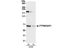 Western Blotting (WB) image for anti-Protein-tyrosine Phosphatase 1C (PTPN6) (AA 545-595) antibody (ABIN7453172)