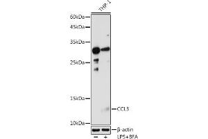 Western blot analysis of extracts of THP-1 cells, using CCL3 antibody (ABIN6130184, ABIN6138061, ABIN6138062 and ABIN6223474) at 1:1000 dilution.