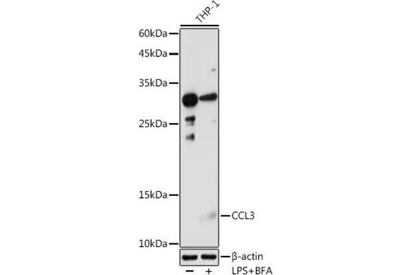 CCL3 Antikörper  (AA 24-92)