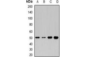 Western blot analysis of MOCS3 expression in HepG2 (A), Jurkat (B), mouse liver (C), rat heart (D) whole cell lysates. (MOCS3 antibody)