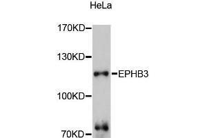 Western blot analysis of extracts of HeLa cells, using EPHB3 antibody (ABIN5997686) at 1:3000 dilution. (EPH Receptor B3 antibody)