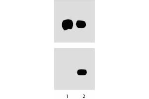 A431 cells were either left untreated (left lane) or treated (right lane) with 100 ng/ml EGF for 5 minutes at 37°C. (STAT3 antibody  (pSer727))