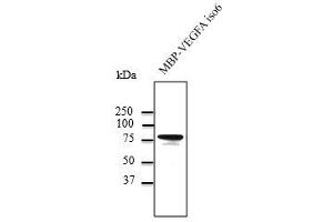MBP-VEGFA isoform 6 recombinant protein detected by WB using anti-VEGFA Ab at 1,000 dilution, rabbit polyclonal to goat lgG (HRP) at 1/10,000 dilution,
