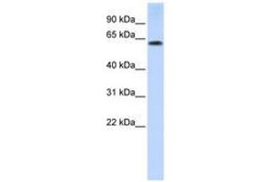 Image no. 1 for anti-Tripartite Motif Containing 55 (TRIM55) (AA 72-121) antibody (ABIN6740819)
