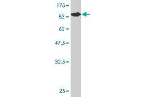 Western Blot detection against Immunogen (75. (TCF7L2 antibody  (AA 1-455))