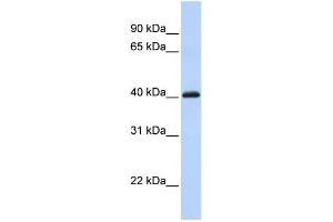 WB Suggested Anti-FOXI1 Antibody Titration:  0. (FOXI1 antibody  (C-Term))