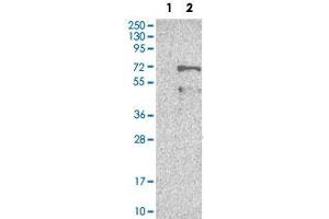 Western Blot analysis of Lane 1: negative control (vector only transfected HEK293T cell lysate) and Lane 2: over-expression lysate (co-expressed with a C-terminal myc-DDK tag in mammalian HEK293T cells) with BAG4 polyclonal antibody . (BAG4 antibody)
