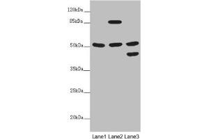 PPP2R3C antibody  (Regulatory Subunit B)