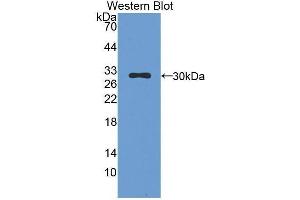Western Blotting (WB) image for anti-Chymase 1, Mast Cell (CMA1) (AA 9-247) antibody (ABIN1858430)