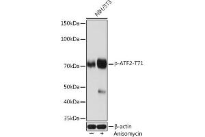 Western blot analysis of extracts of NIH/3T3 cells, using Phospho--T71 Rabbit mAb (ABIN7265404) at 1:1000 dilution. (ATF2 antibody  (pThr71))