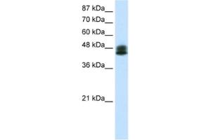 Western Blotting (WB) image for anti-Zinc Finger Protein 785 (ZNF785) antibody (ABIN2461309) (ZNF785 antibody)