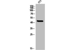 Western Blot analysis of 3T3 cells using MNDA Polyclonal Antibody (MNDA antibody  (C-Term))