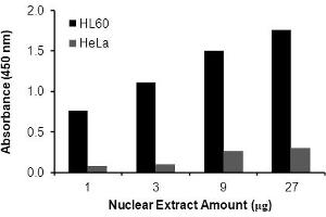Transcription factor assay of NF-κB RelB from nuclear extracts of HL60 cells or HeLa cells with the  NF-κB RelB TF Activity Assay. (RELB ELISA Kit)