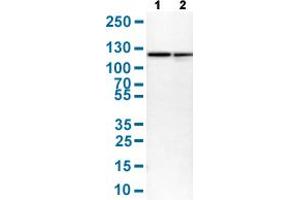 HSPA4 antibody  (AA 699-808)