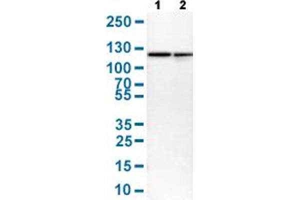 HSPA4 antibody  (AA 699-808)