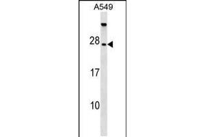 Western blot analysis in A549 cell line lysates (35ug/lane). (TBC1D28 antibody  (AA 48-77))