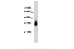 Image no. 1 for anti-Homeobox C9 (HOXC9) (N-Term) antibody (ABIN203532) (HOXC9 antibody  (N-Term))
