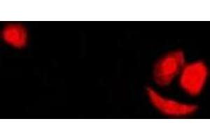 Immunofluorescent analysis of SF2 staining in U2OS cells. (SRSF1 antibody)