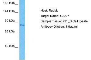 Host:  Rabbit  Target Name:  GSAP  Sample Type:  721_B Whole Cell lysates  Antibody Dilution:  1.