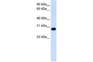 Western Blotting (WB) image for anti-GINS Complex Subunit 2 (Psf2 Homolog) (GINS2) antibody (ABIN2458998) (GINS2 antibody)