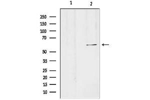 Western blot analysis of lysates from Hela, using SLC24 Antibody.