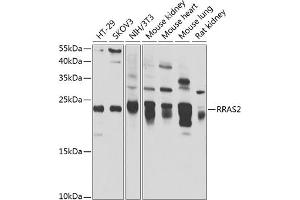 Western blot analysis of extracts of various cell lines, using RR antibody (ABIN6132604, ABIN6147257, ABIN6147258 and ABIN6222873) at 1:1000 dilution. (RRAS2 antibody  (AA 1-204))