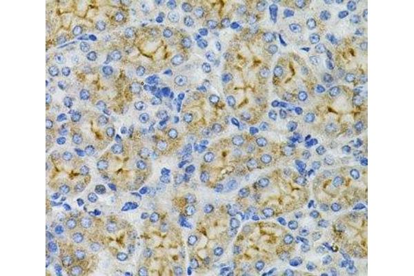 DEFB132 antibody