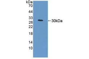 Figure. (MFN1 antibody  (AA 1-234))