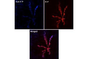 Immunofluorescence (IF) image for anti-Red Fluorescent Protein (RFP) antibody (DyLight 405) (ABIN7273107) (RFP antibody  (DyLight 405))