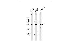 All lanes : Anti-INHBB Antibody (C-term at 1:4000 dilution Lane 1: A549 whole cell lysate Lane 2: PC-3 whole cell lysate Lane 3: Mouse testis lysate Lysates/proteins at 20 μg per lane. (INHBB antibody  (C-Term))