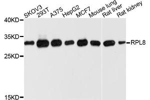 Western blot analysis of extracts of various cell lines, using RPL8 antibody (ABIN4905043) at 1:1000 dilution.