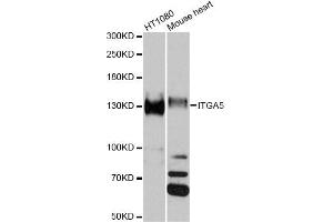 Western blot analysis of extracts of various cell lines, using ITGA5 antibody (ABIN1882336) at 1:1000 dilution. (ITGA5 antibody)