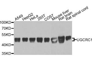 Western blot analysis of extracts of various cell lines, using UQCRC1 antibody (ABIN5971722) at 1/1000 dilution. (UQCRC1 antibody)