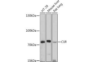 Western blot analysis of extracts of various cell lines, using C1R antibody (ABIN7266476) at 1:1000 dilution. (C1R antibody  (AA 466-705))