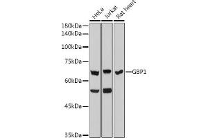 Western blot analysis of extracts of various cell lines, using GBP1 antibody (ABIN7267549) at 1:1000 dilution. (GBP1 antibody)