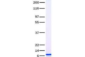 Validation with Western Blot (MIA Protein (Transcript Variant 1))